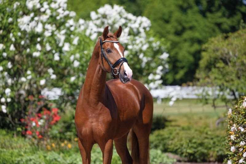 Independent Stallion